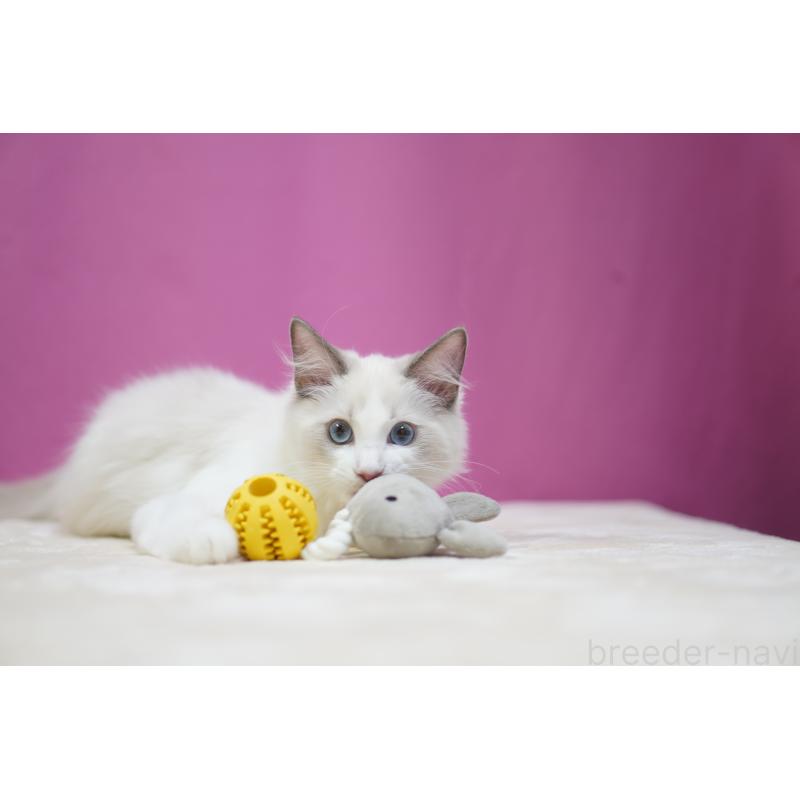 商談中の埼玉県のラグドール-127556の6枚目