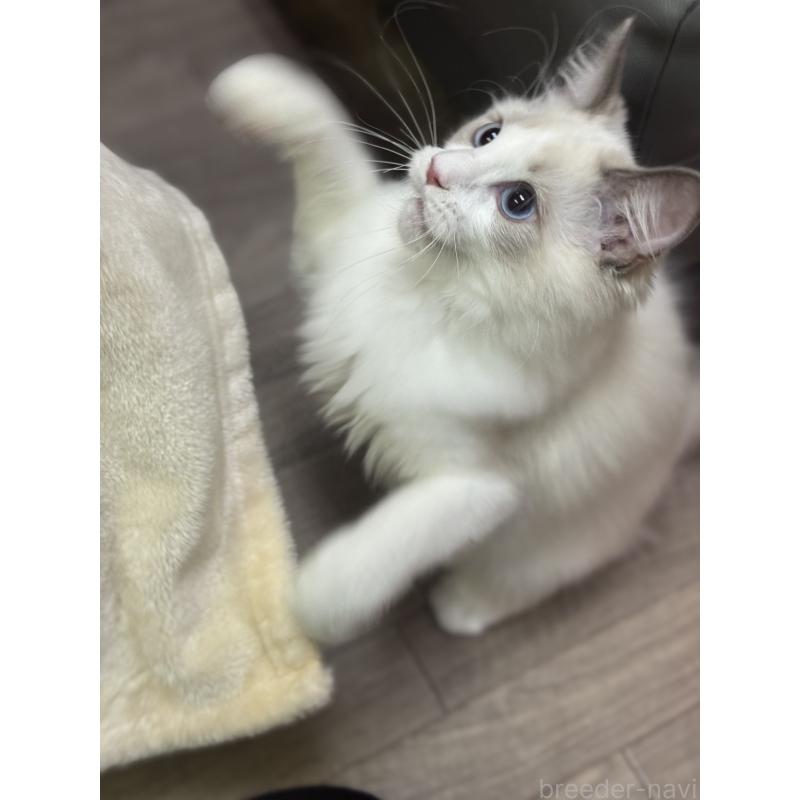 商談中の埼玉県のラグドール-127556の5枚目