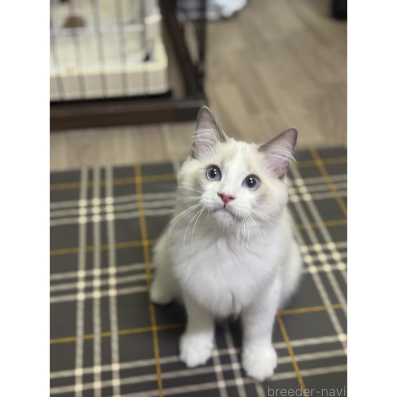 商談中の埼玉県のラグドール-127556の4枚目