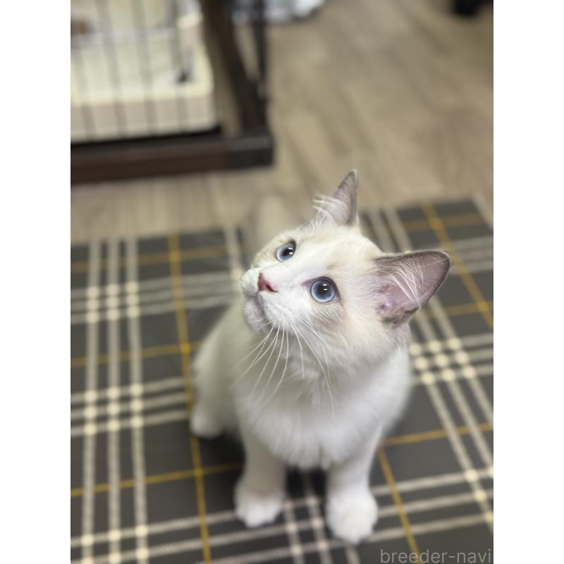 商談中の埼玉県のラグドール-127556の3枚目