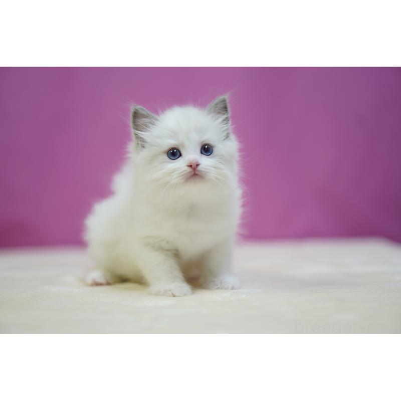 成約済の埼玉県のラグドール-131625の8枚目