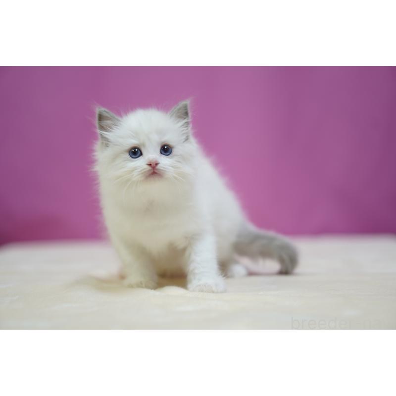 成約済の埼玉県のラグドール-131625の7枚目