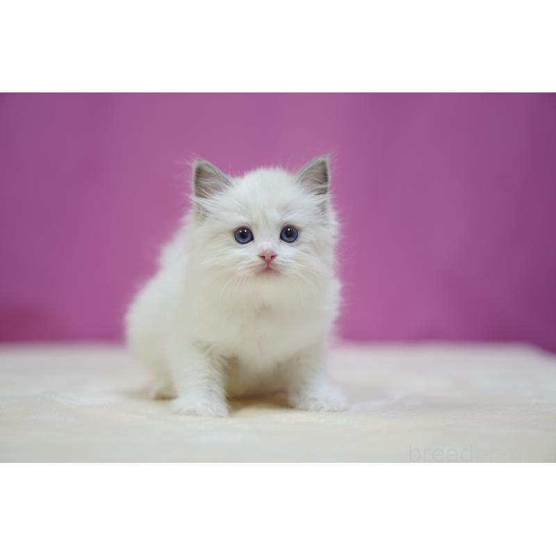 成約済の埼玉県のラグドール-131625の5枚目