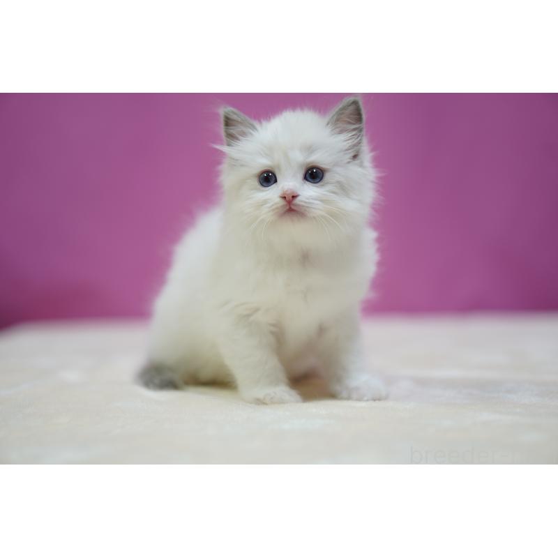 成約済の埼玉県のラグドール-131625の3枚目