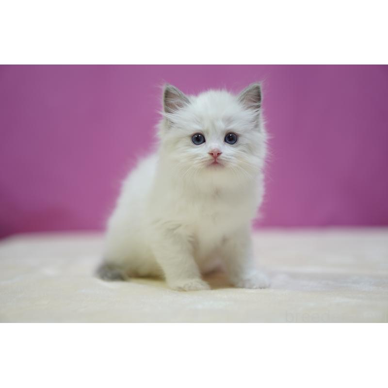 成約済の埼玉県のラグドール-131625の2枚目