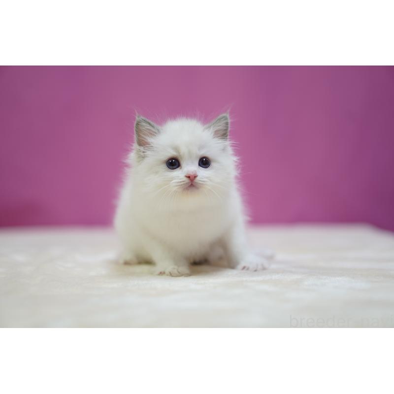 成約済の埼玉県のラグドール-131626の10枚目