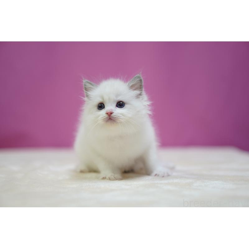 成約済の埼玉県のラグドール-131626の9枚目