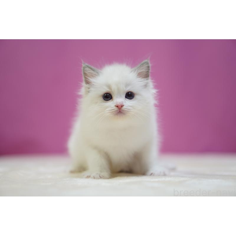 成約済の埼玉県のラグドール-131626の8枚目