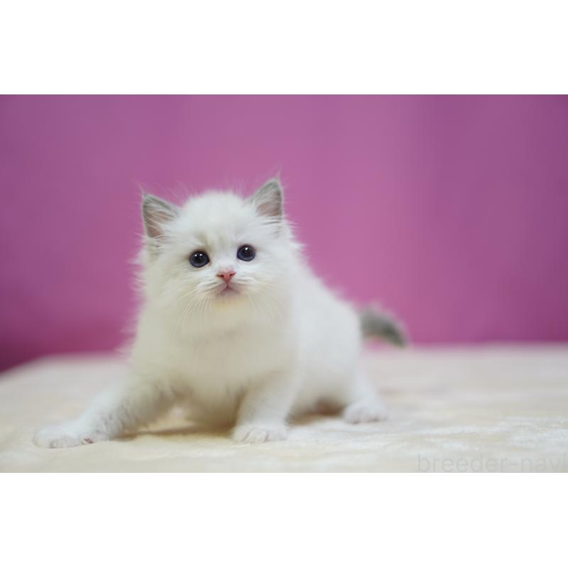 成約済の埼玉県のラグドール-131626の7枚目