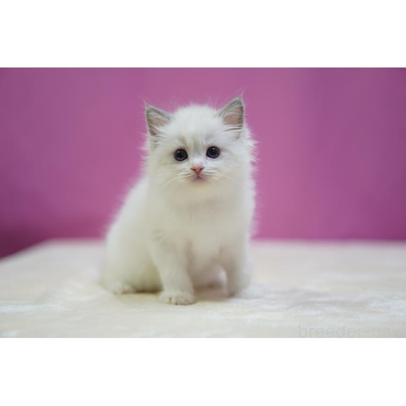 成約済の埼玉県のラグドール-131626の6枚目