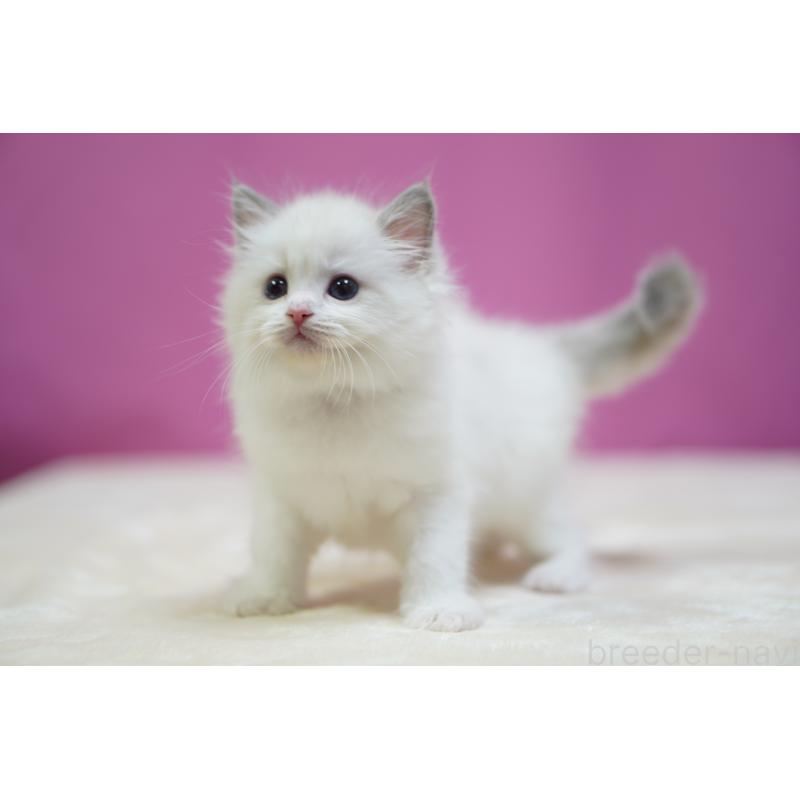 成約済の埼玉県のラグドール-131626の5枚目