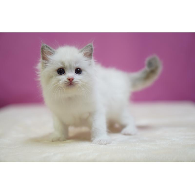 成約済の埼玉県のラグドール-131626の4枚目