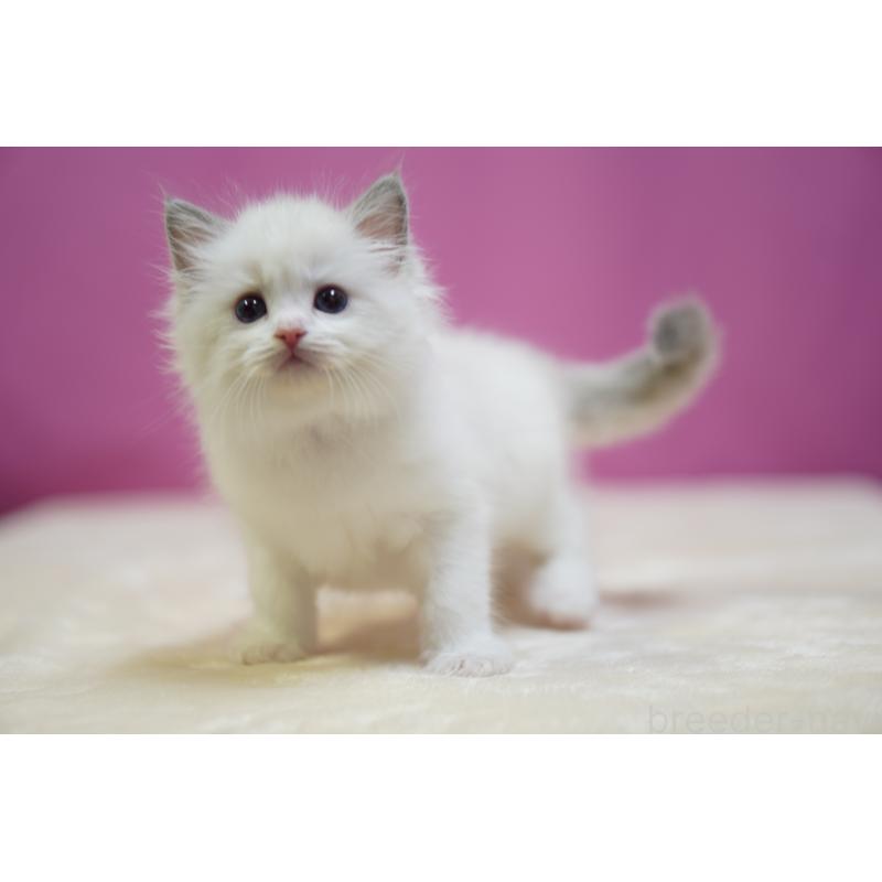 成約済の埼玉県のラグドール-131626の3枚目