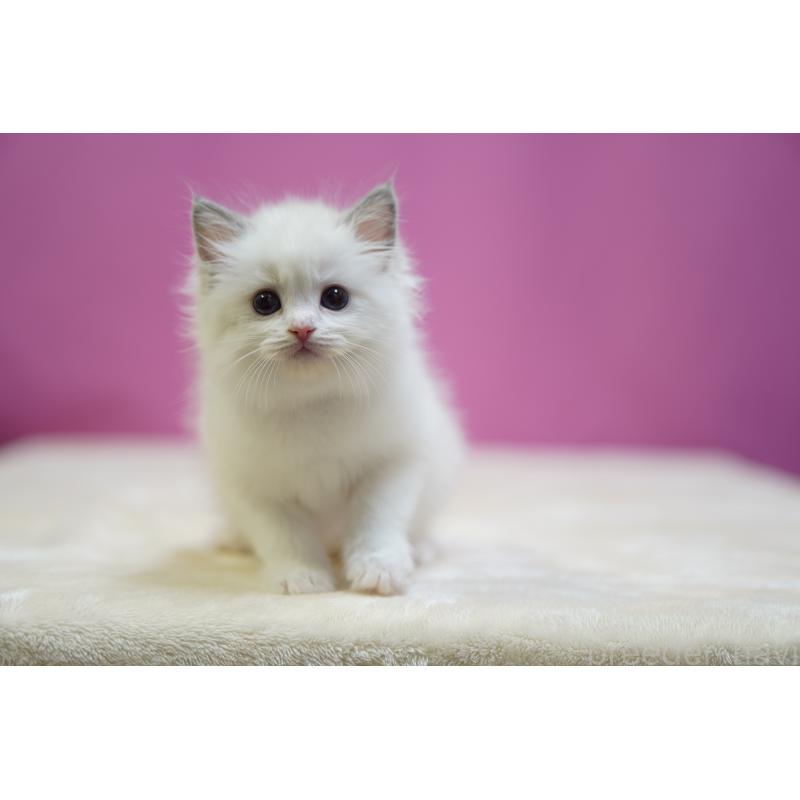 成約済の埼玉県のラグドール-131626の2枚目