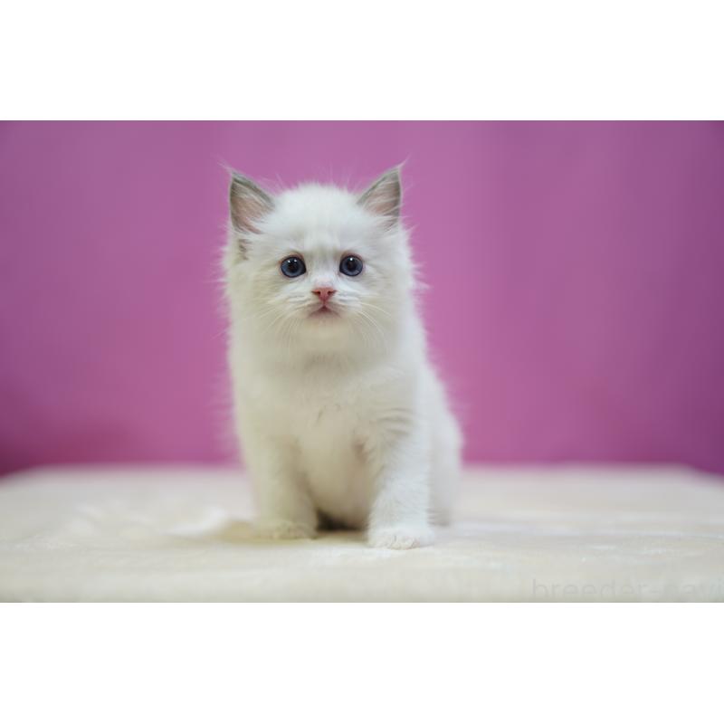 販売中の埼玉県のラグドール-131628の6枚目