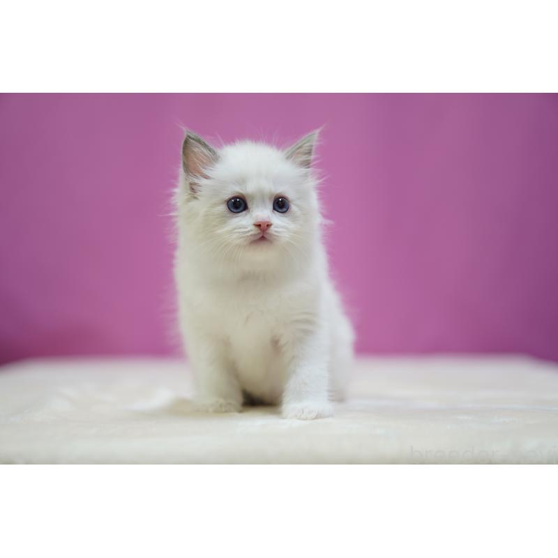 販売中の埼玉県のラグドール-131628の5枚目