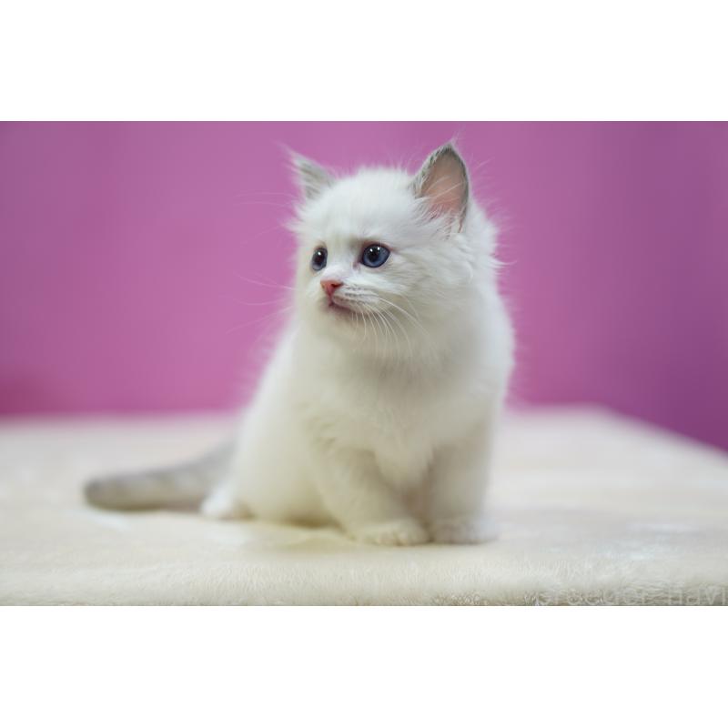 販売中の埼玉県のラグドール-131628の4枚目