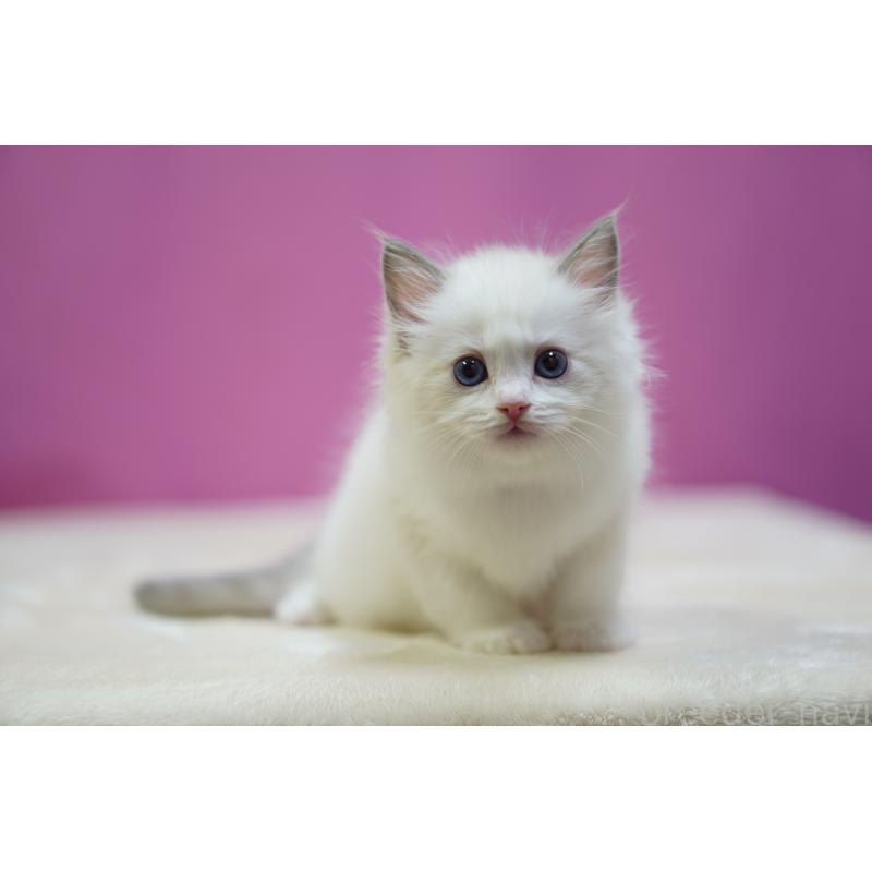 販売中の埼玉県のラグドール-131628の3枚目