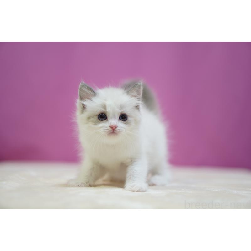 販売中の埼玉県のラグドール-132679の7枚目