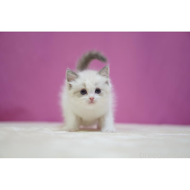 販売中の埼玉県のラグドール-132679の6枚目