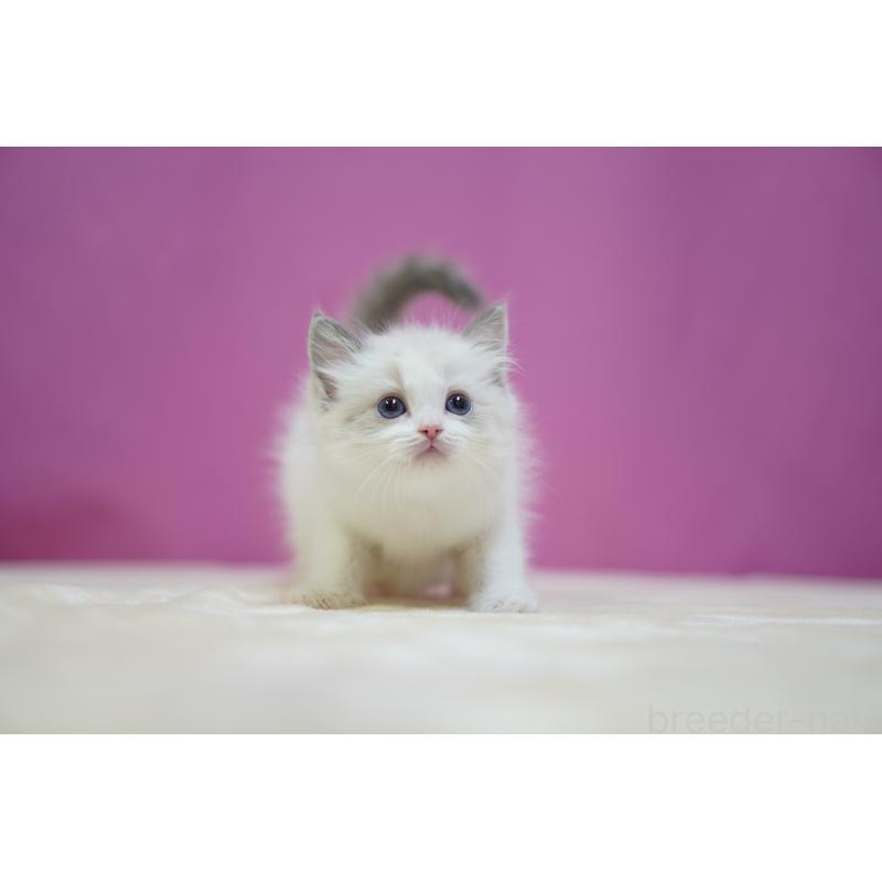 販売中の埼玉県のラグドール-132679の5枚目