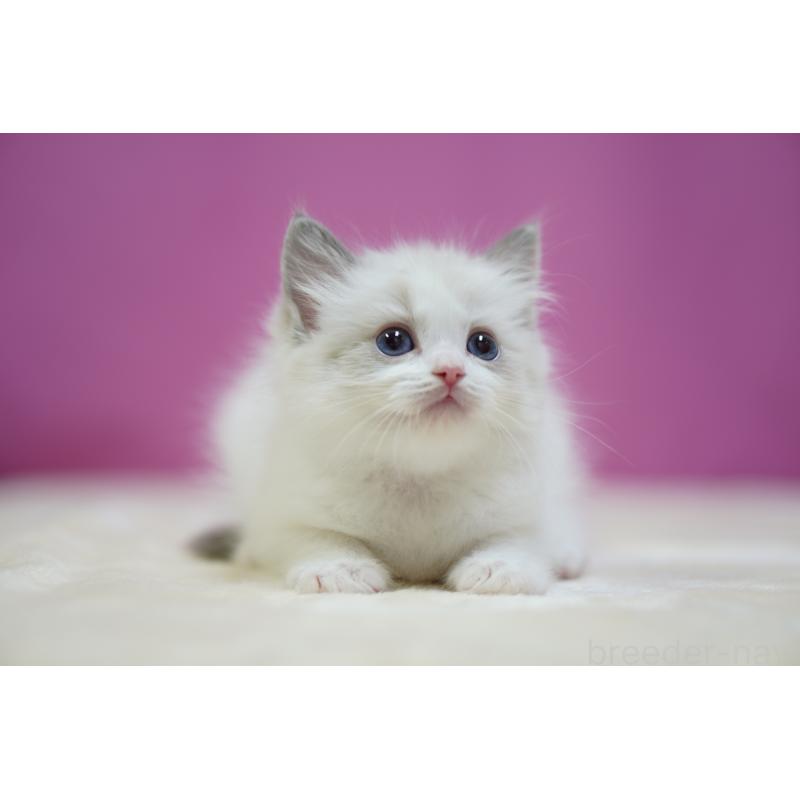 販売中の埼玉県のラグドール-132679の4枚目