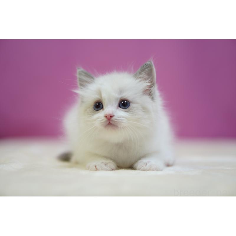 販売中の埼玉県のラグドール-132679の3枚目