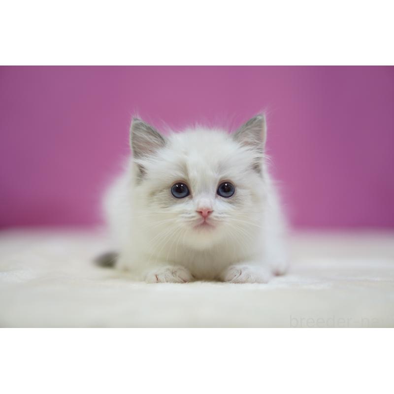 販売中の埼玉県のラグドール-132679の2枚目