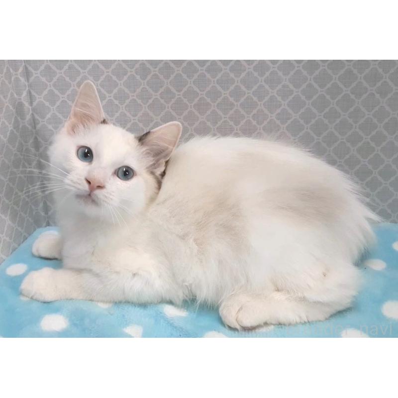 販売中の岐阜県のラグドール-130670の4枚目