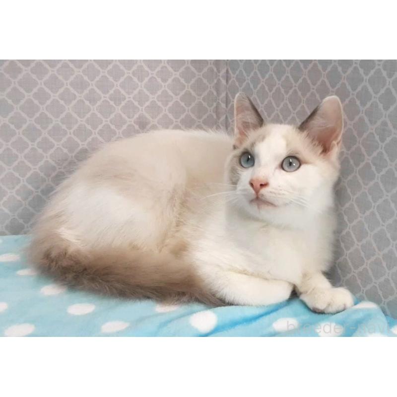 販売中の岐阜県のラグドール-130668の4枚目