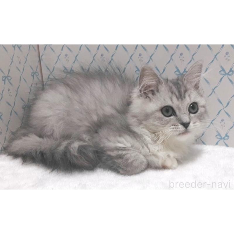 販売中の岐阜県のミックス-129019の4枚目