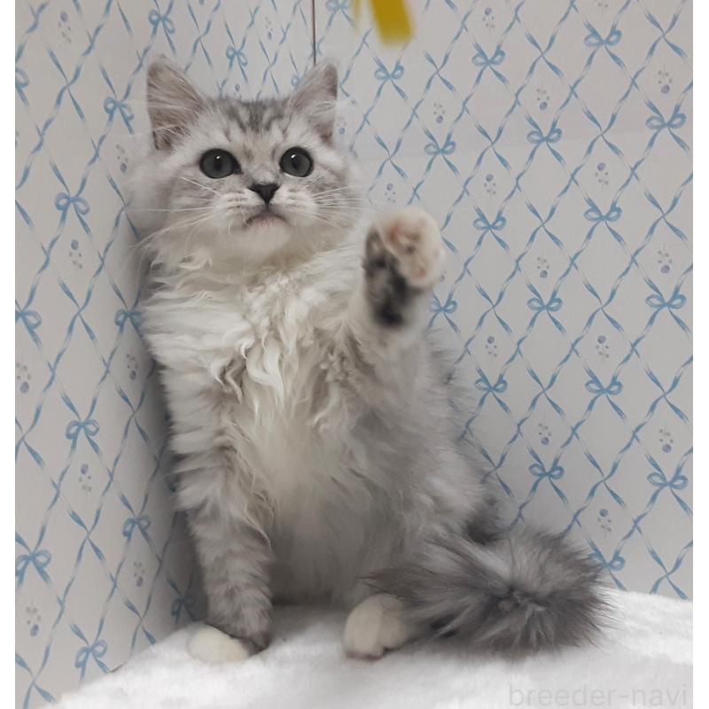 販売中の岐阜県のミックス-129019の3枚目