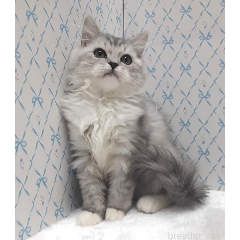 販売中の岐阜県のミックス-129019の2枚目