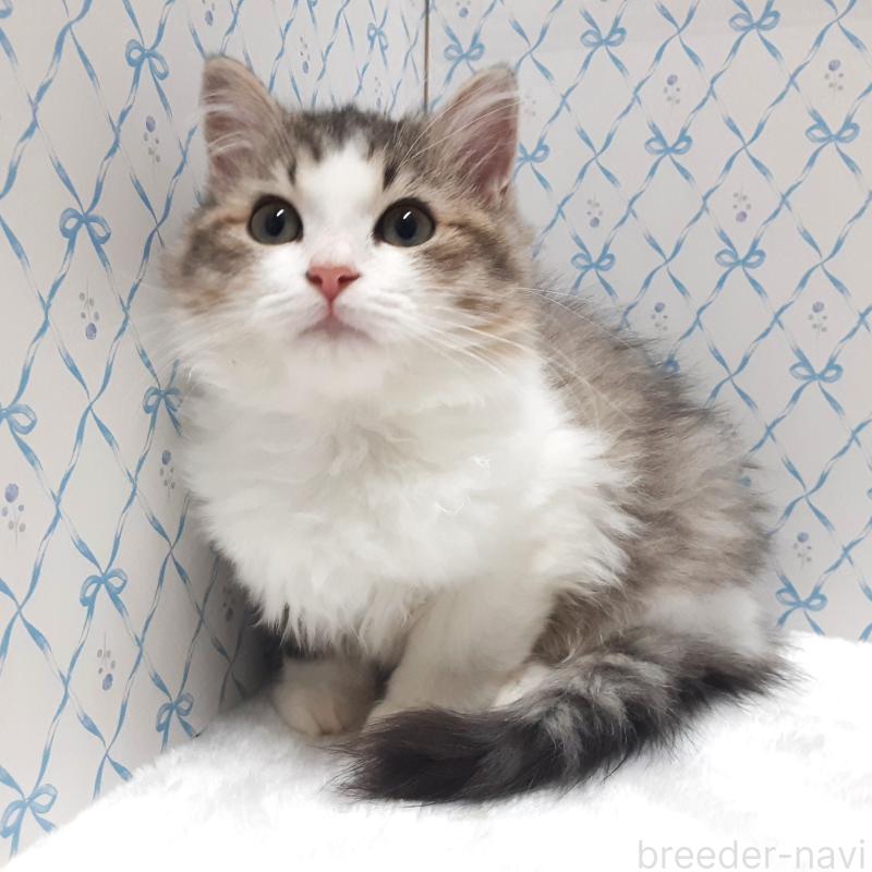 販売中の岐阜県のミックス-129017の1枚目