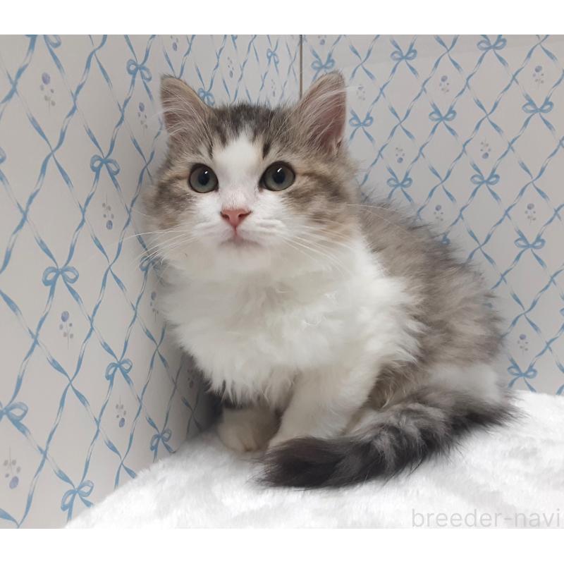 販売中の岐阜県のミックス-129017の5枚目