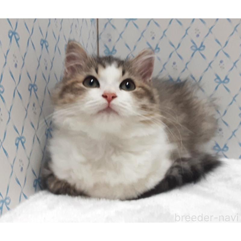 販売中の岐阜県のミックス-129017の4枚目