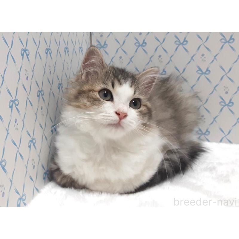 販売中の岐阜県のミックス-129017の3枚目