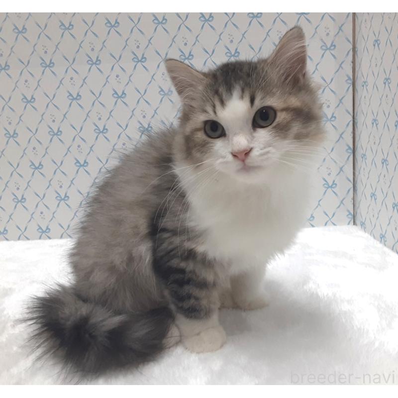 販売中の岐阜県のミックス-129017の2枚目