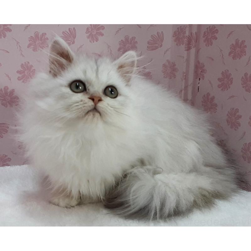 販売中の岐阜県のペルシャ(チンチラ)-132680の2枚目