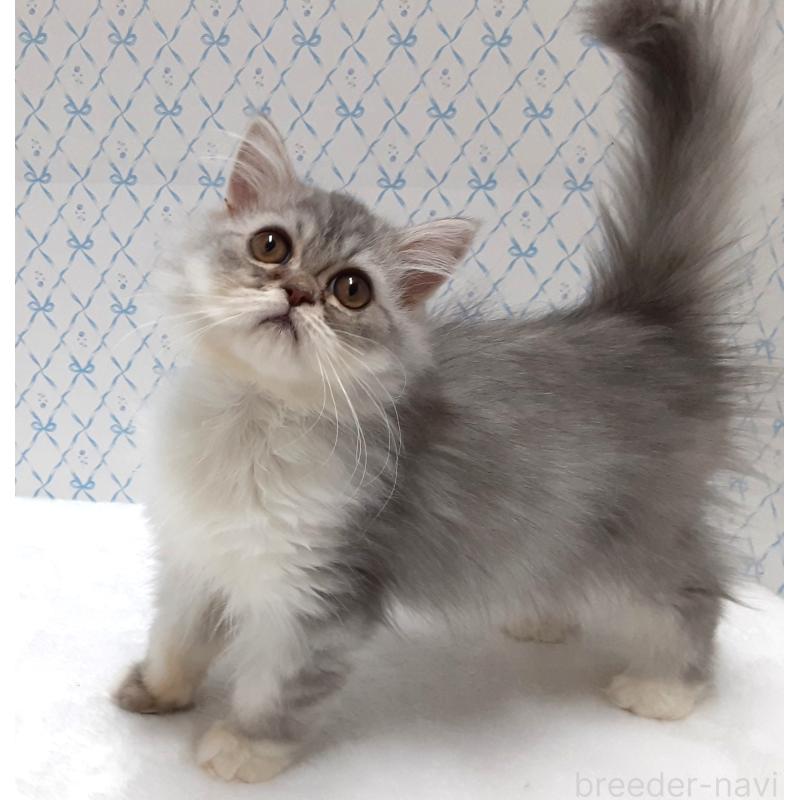 販売中の岐阜県のミックス-132681の4枚目