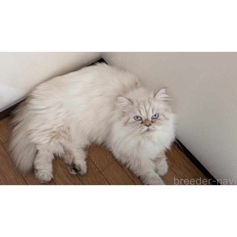 販売中の大阪府のミヌエット-127978