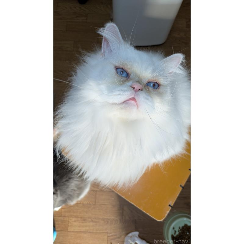 販売中ののミヌエット-119962