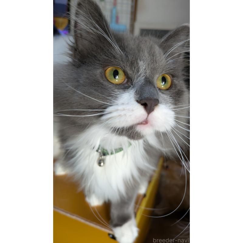 販売中の大阪府のミヌエット-120590の9枚目