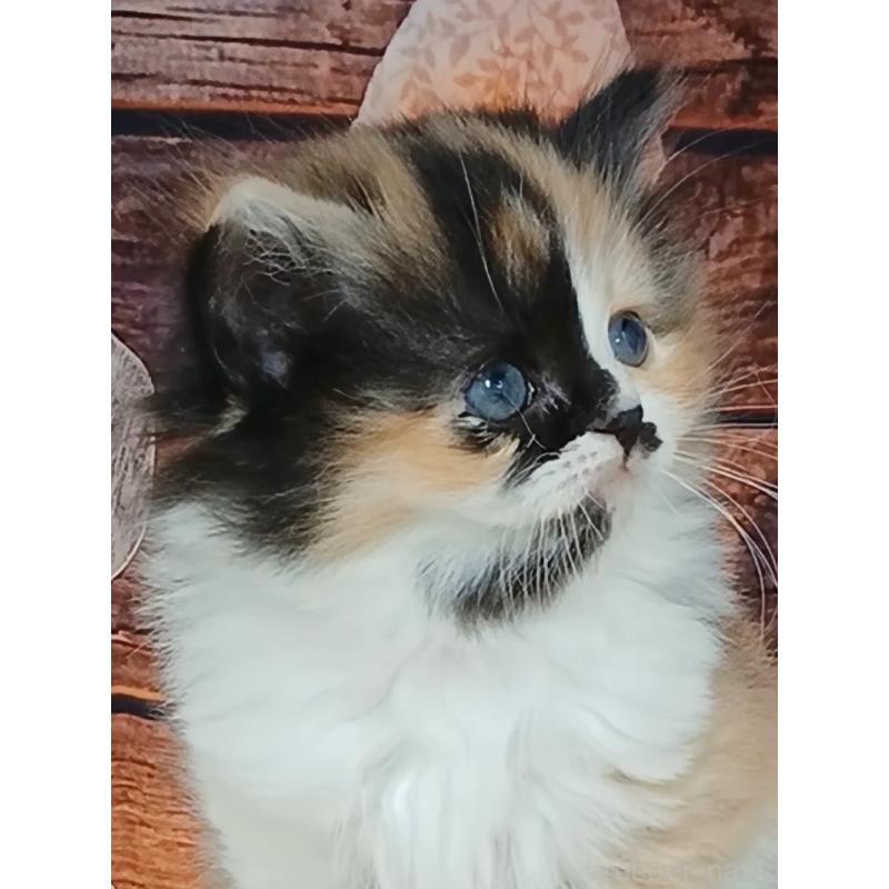 販売中の千葉県のマンチカン-132683の9枚目