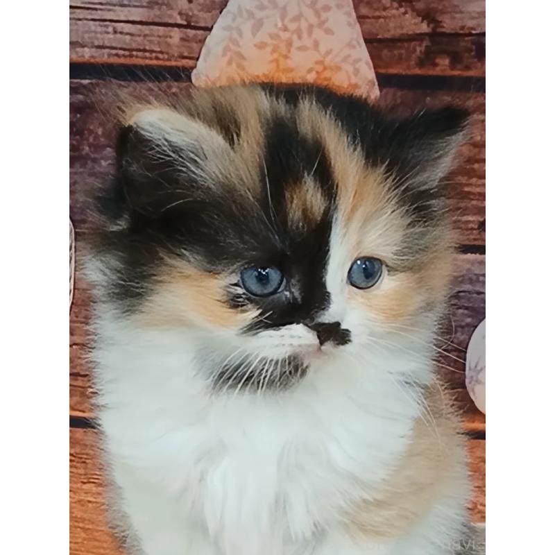 販売中の千葉県のマンチカン-132683の8枚目