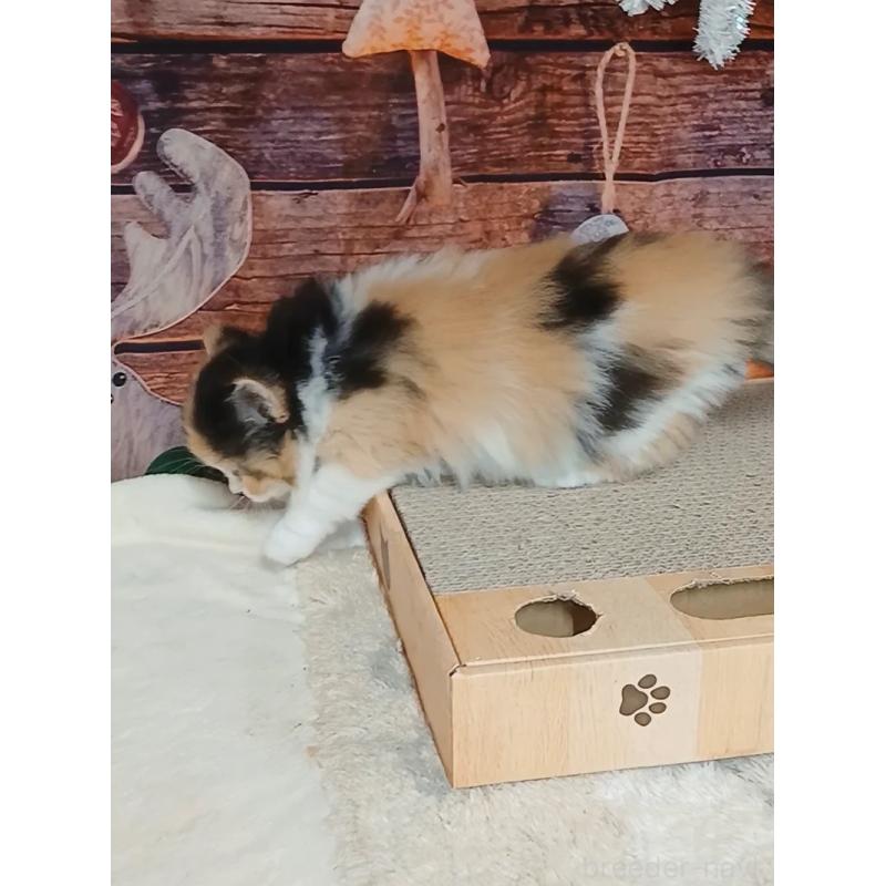 販売中の千葉県のマンチカン-132683の7枚目