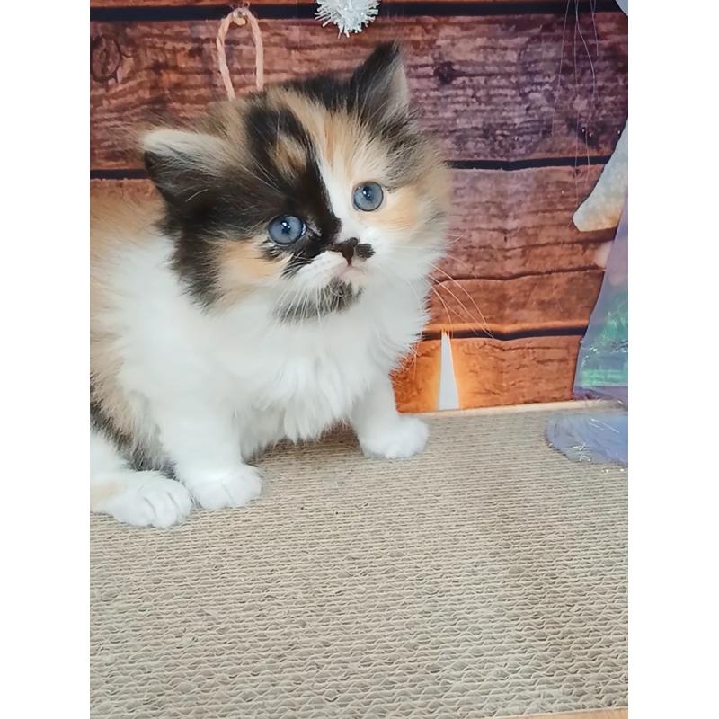 販売中の千葉県のマンチカン-132683の6枚目