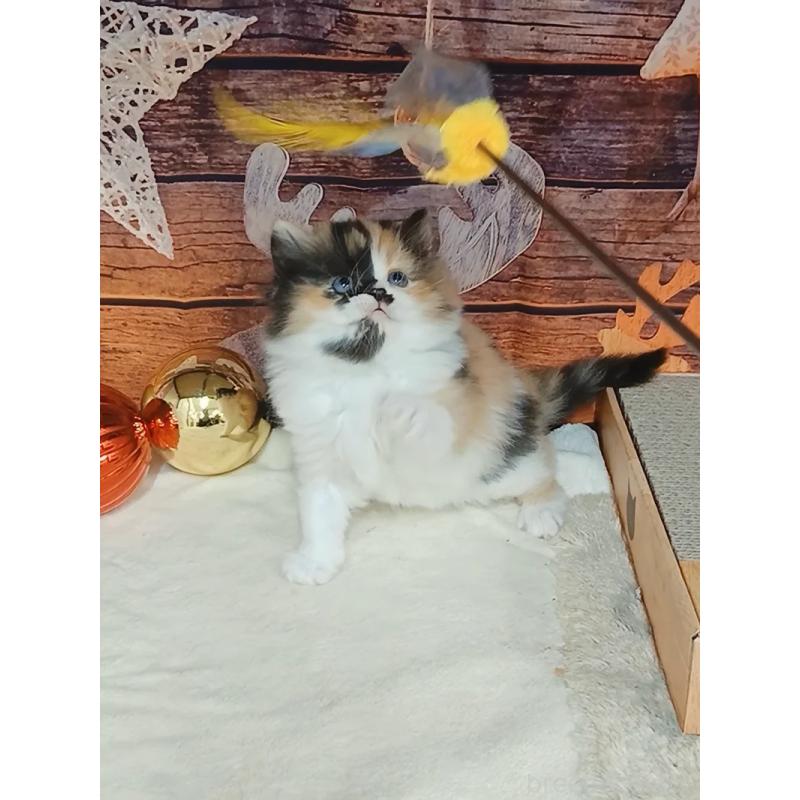 販売中の千葉県のマンチカン-132683の5枚目