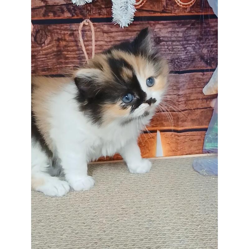 販売中の千葉県のマンチカン-132683の4枚目