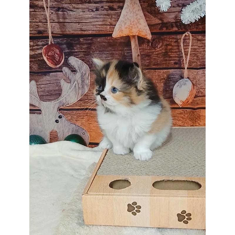 販売中の千葉県のマンチカン-132683の3枚目